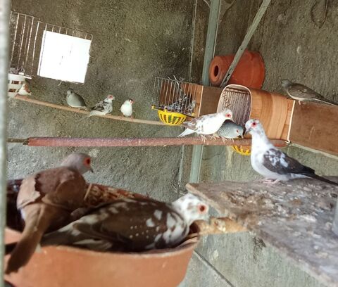 COLOMBE DIAMANT PANACHEE 25 42240 Unieux