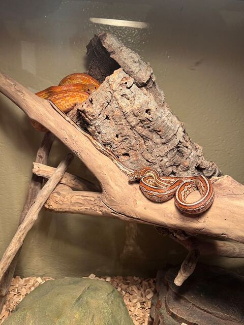 Pantherophis guttatus 250 66400 Cret