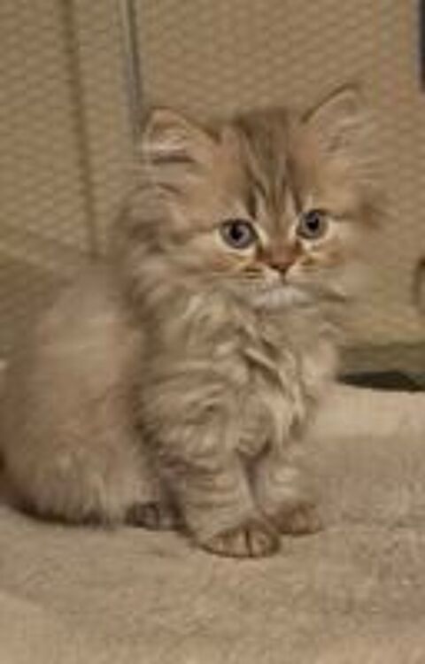   3 CHATONS British longhair LOOF  