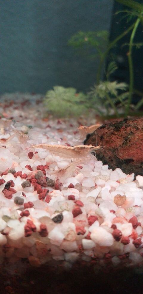 Crevette Golden Yellow. 1 67390 Marckolsheim