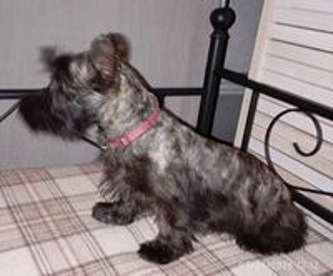   Scottish terrier bringée 