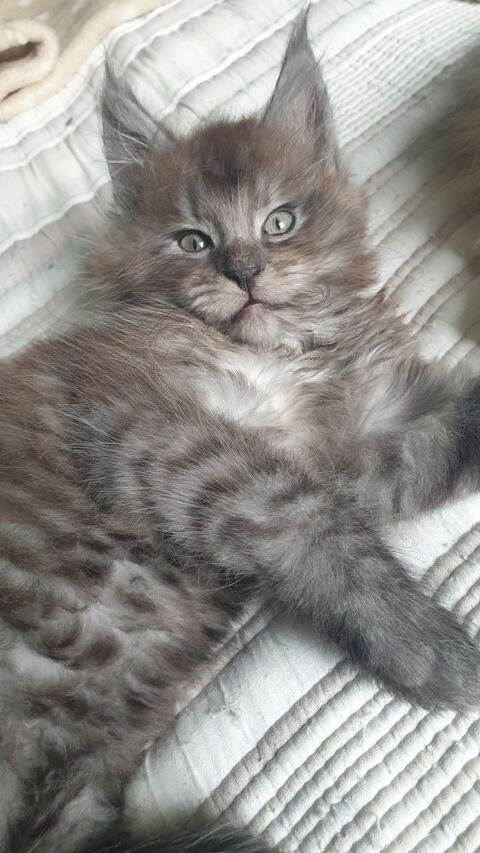 Chaton Maine Coon Black Smoke LOOF &agrave; r&eacute;server  1100 30200 Saint-nazaire