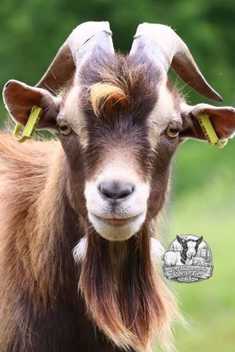 Bouc reproducteur 250 63600 Ambert