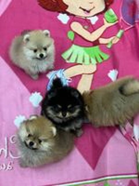   chiots Spitz allemand lof excellent ligné 