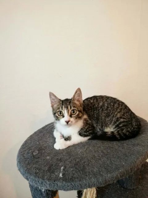 Bunny adorable chatonne 2 mois 1/2 cherche famille 140 11000 Carcassonne