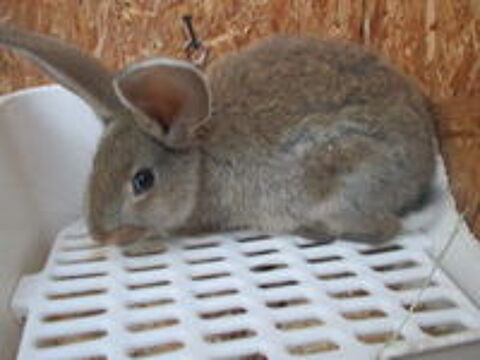   bébé lapin Géant des Flandres 