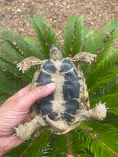   Superbe tortue très jaune  