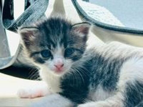   Chat GOMETTE à la réservation 