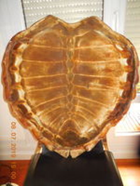   Carapace  
