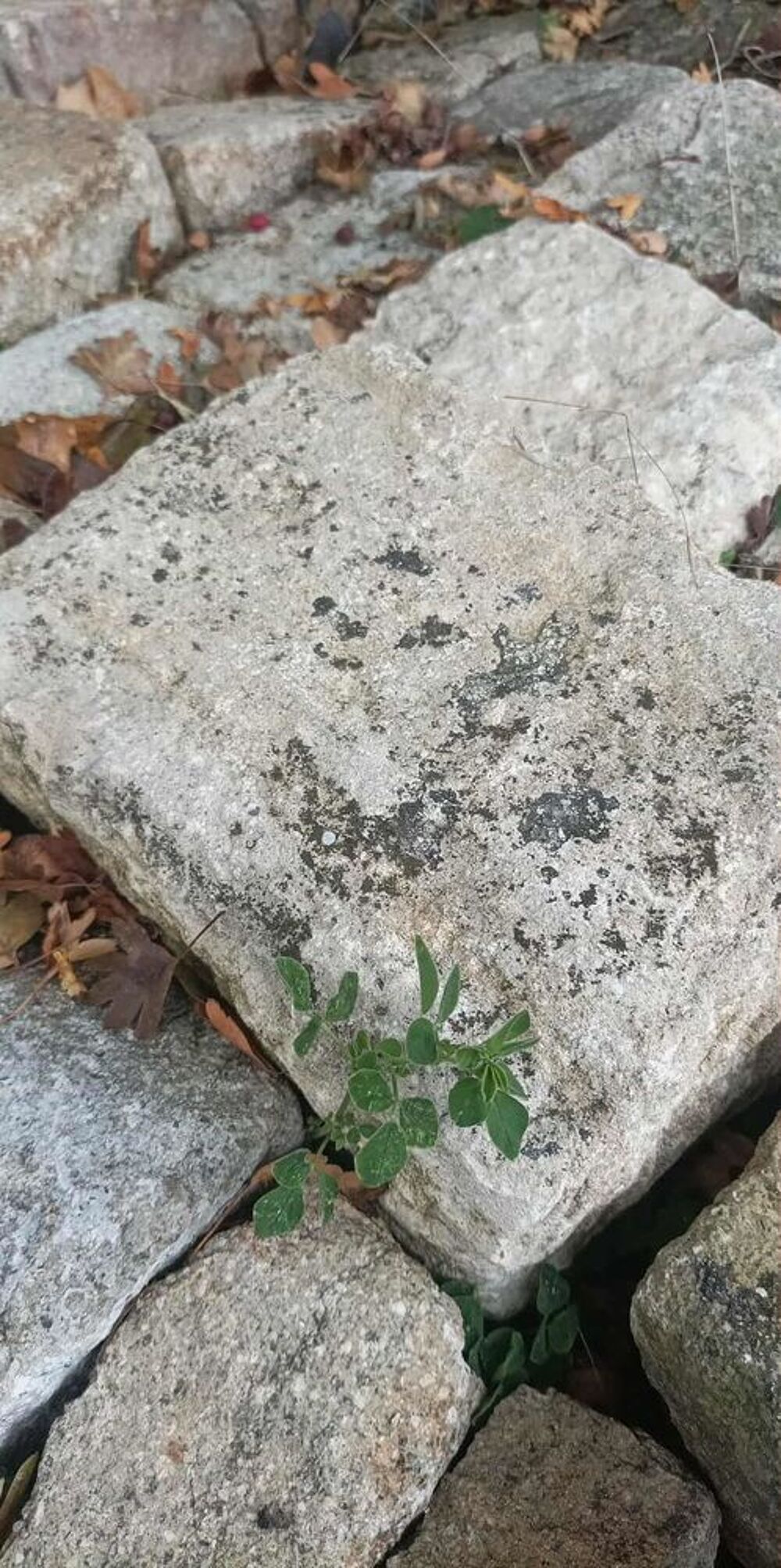 Pave pierre naturelle beige pleine masse sol jardin bricolag Jardin