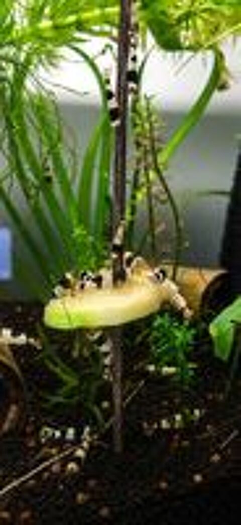   Caridina crystal black 