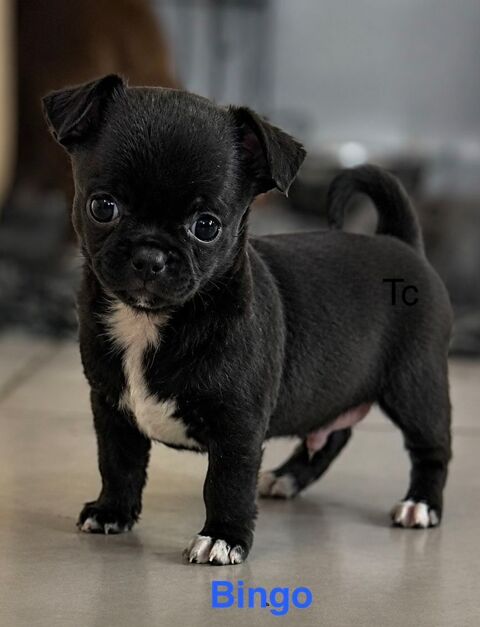 Chiots Chihuahuas 1500 54490 Piennes