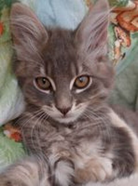   Adorable chaton cherche famille aimante  
