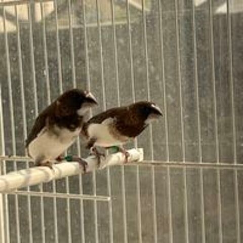   3 moineau du japon 