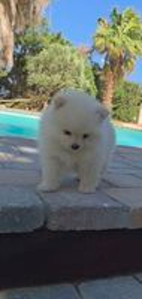   Spitz nain , loulou de pomeranie 