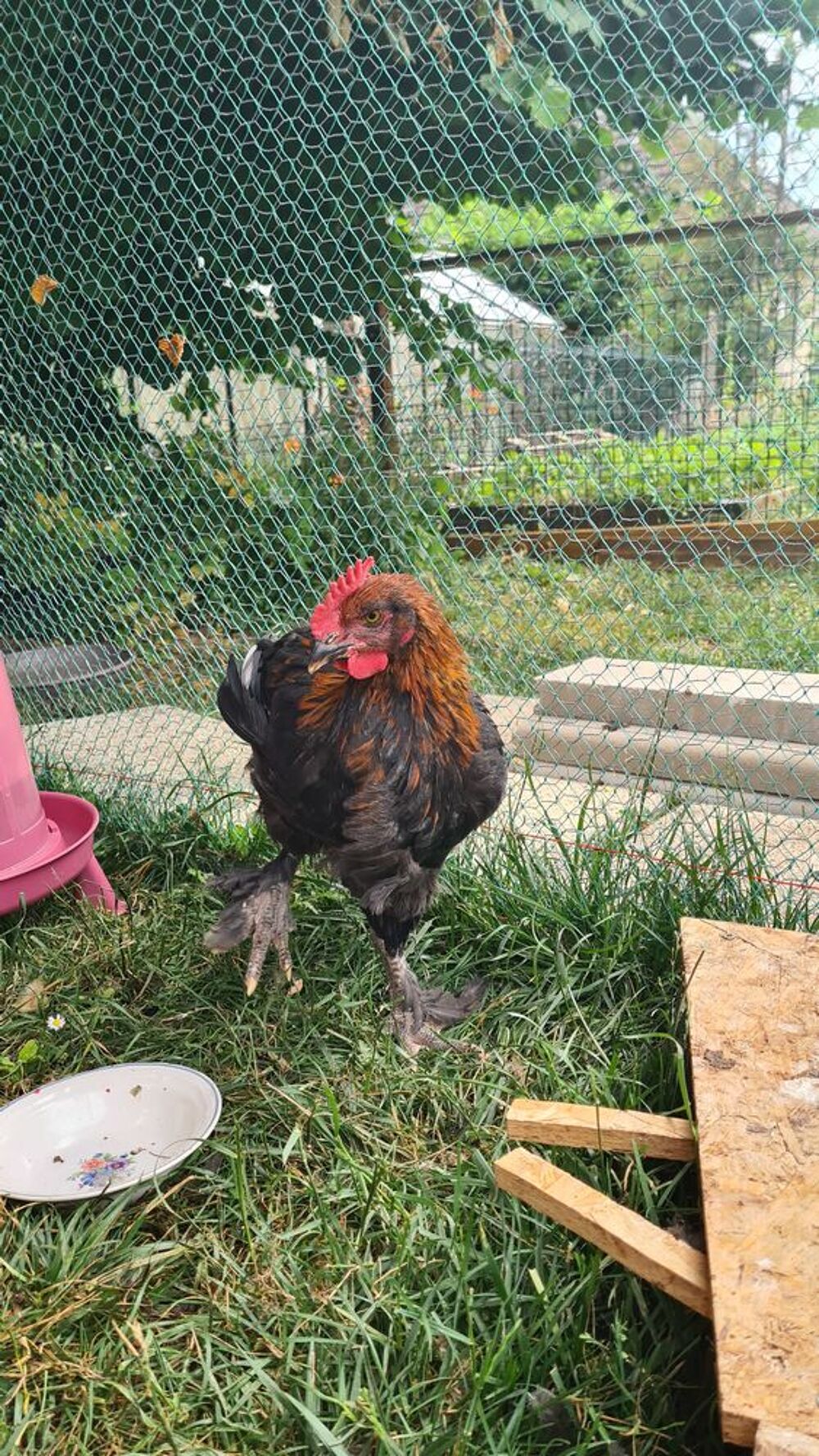   Coq marans agé de 2 mois 