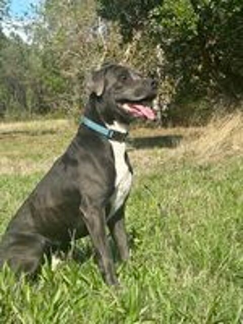   Tyson, mâle retriever du Labrador de 3 ans,  