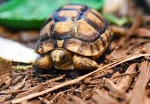   JE CHERCHE TORTUE DE TERRE OU TERRESTRE  