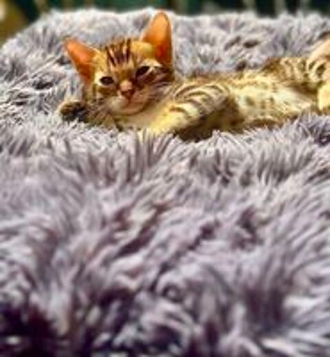   Chatons Bengal Snow & Brown LIVRAISON POSSIBLE 