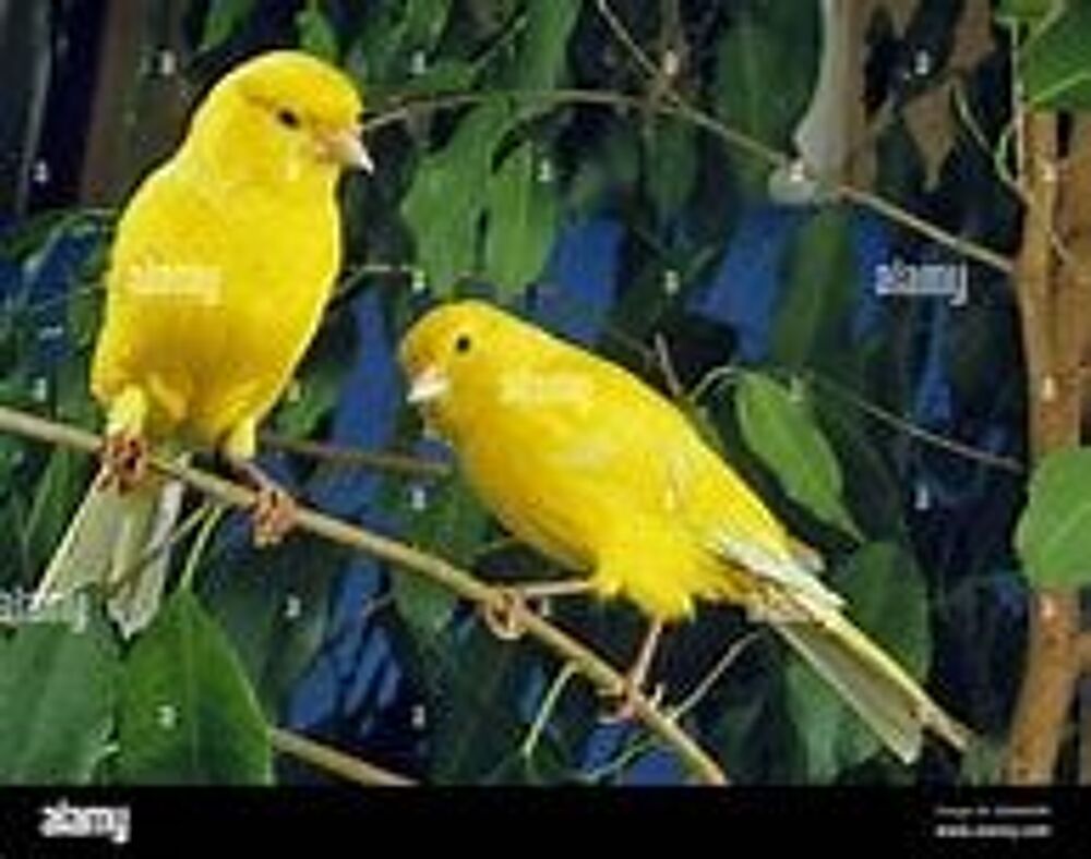   arrêt cause maladie d'oiseaux  