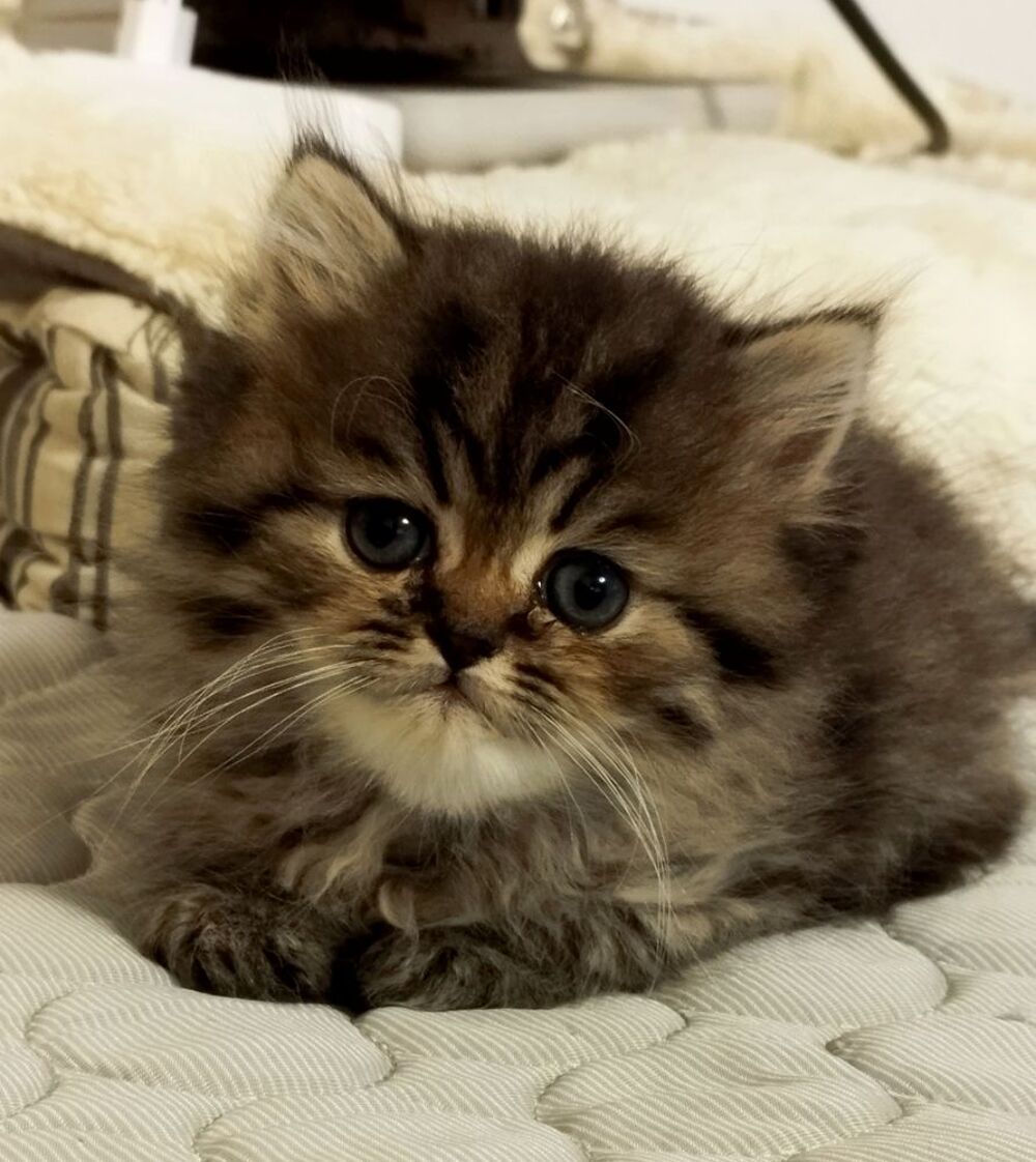   Chatons persans loof 