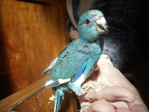 KAKARIKIS EAM 90 33140 Villenave-d'ornon