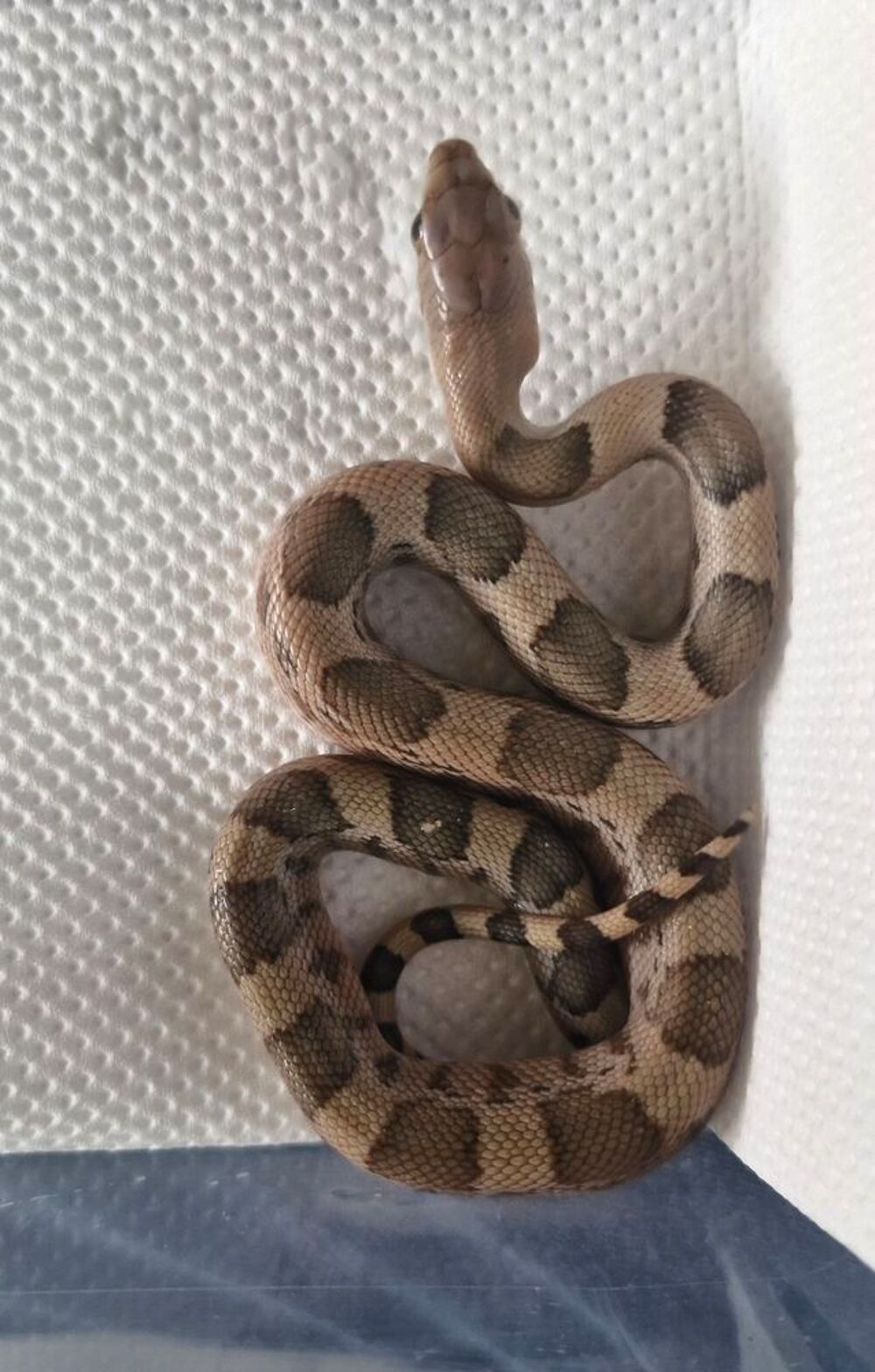   Pituophis deppei jani  