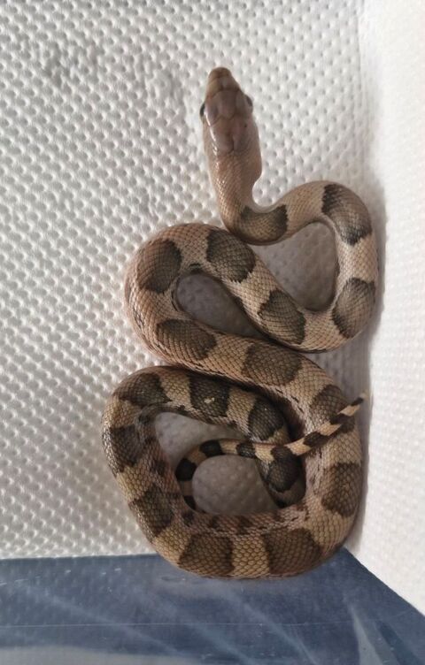 Pituophis deppei jani 120 59151 Arleux