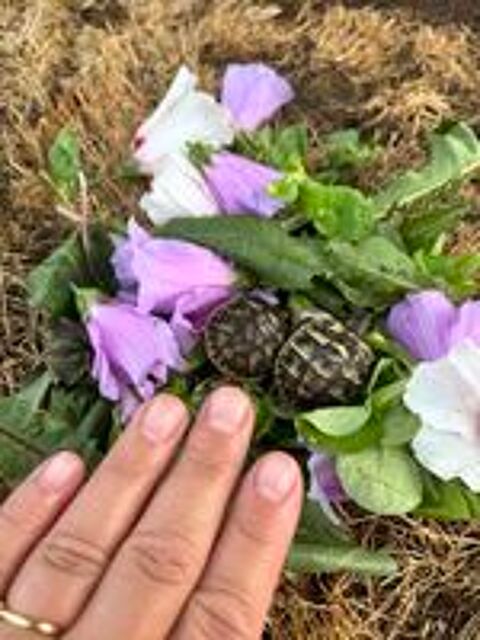   Tortues de terre juvénile. 