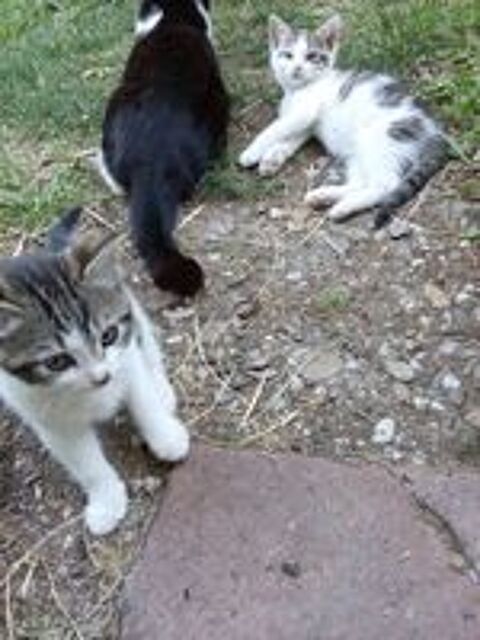   Chaton de 3 mois a donner 