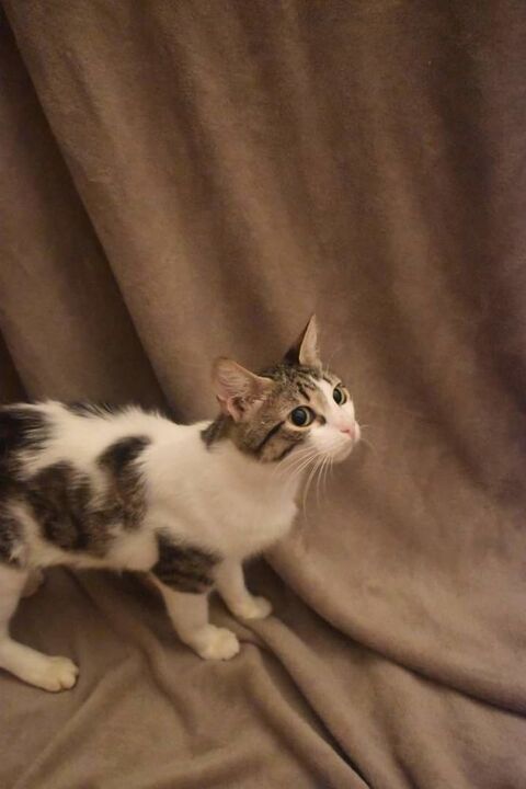 Savannah, jeune minette cherche foyer pour la vie 230 84190 Vacqueyras