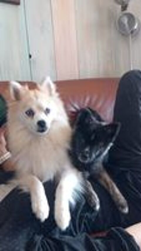   POMSKY F4 femelle 