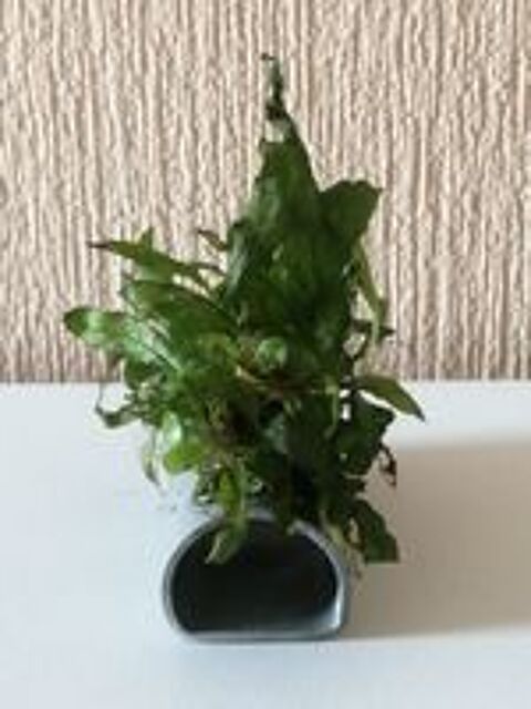   Cachette pondoir avec plante 