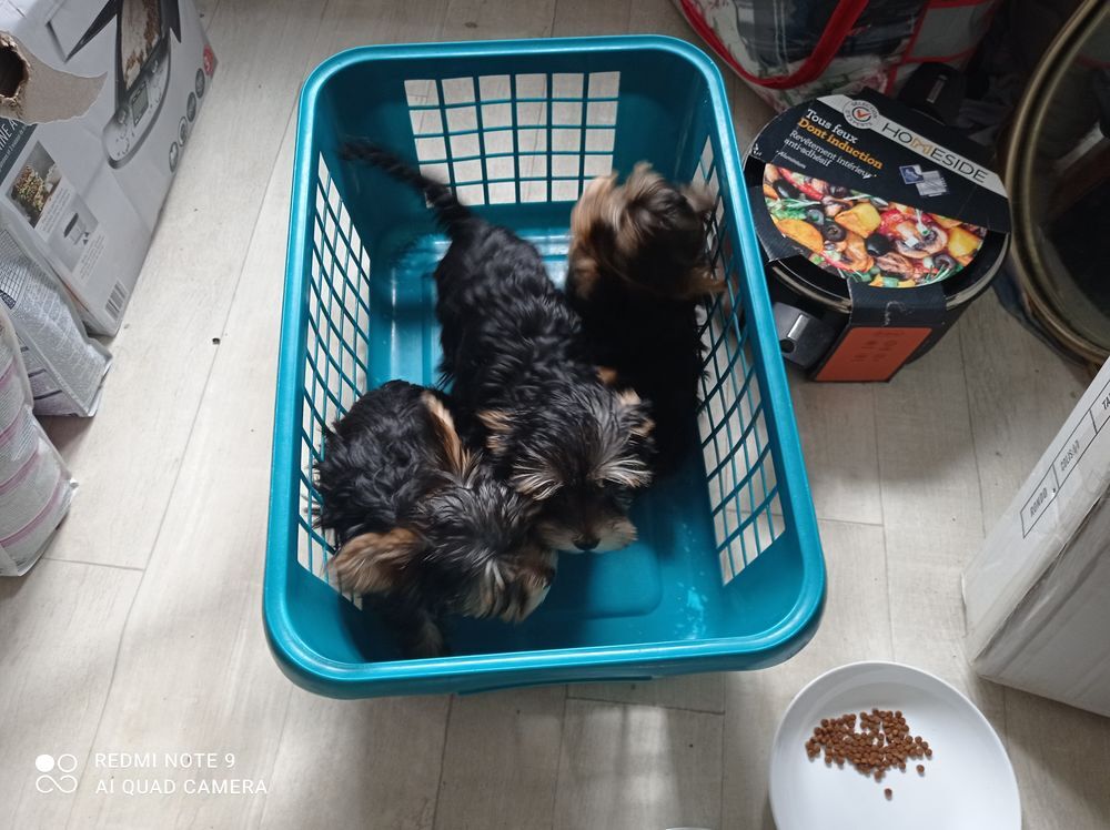   chiots yorkshire terrier 