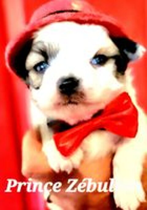   CHIHUAHUAS MINIATURES poils longs ou courts. 