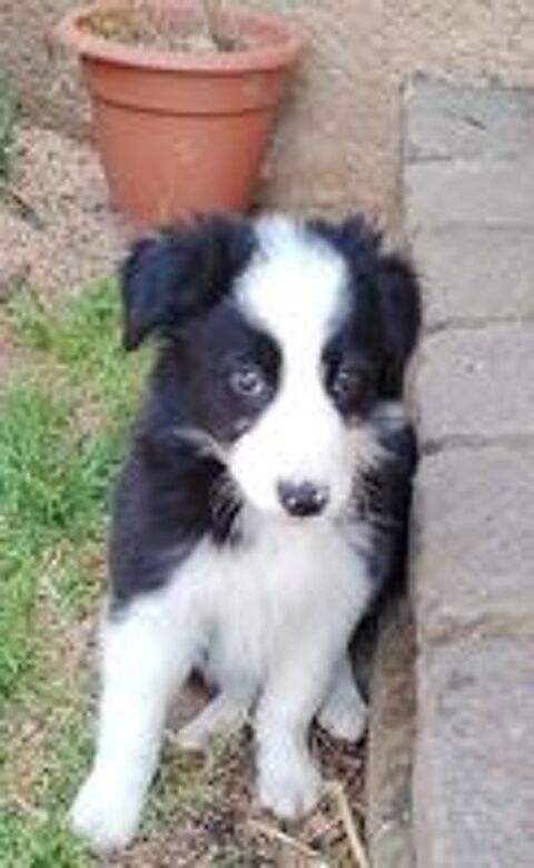   Chiot border collie  