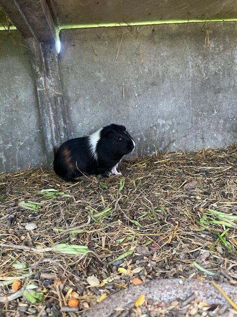 cochons d'inde 10 63290 Limons