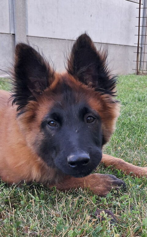 Chiots berger belges tervueren LOF lign&eacute;e de travail 600 45700 Villemandeur