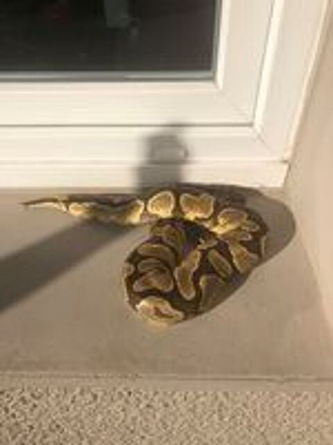   python femelle  