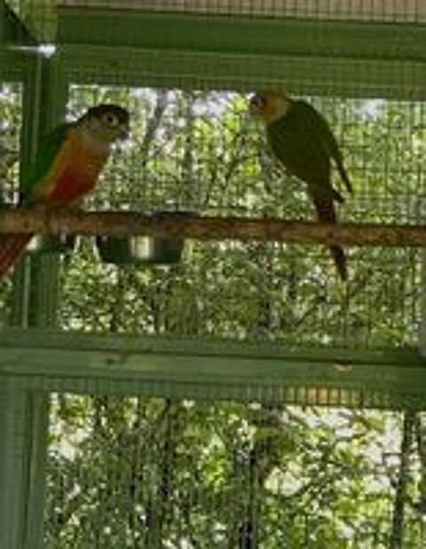   Couple perruche pyrrhuras molinae  