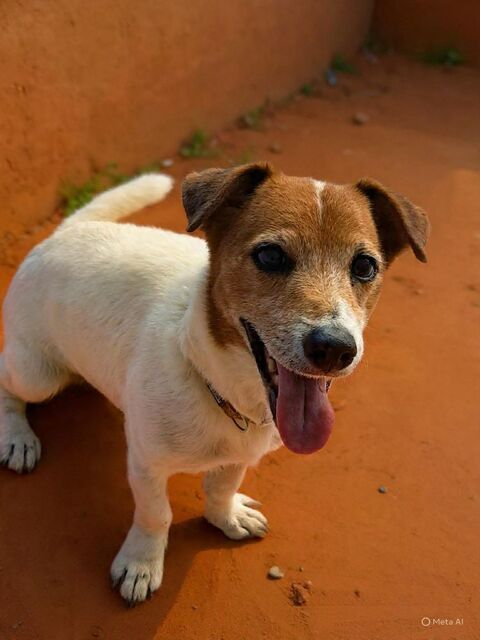 RUDY la boule d'&eacute;nergie 350 59000 Lille