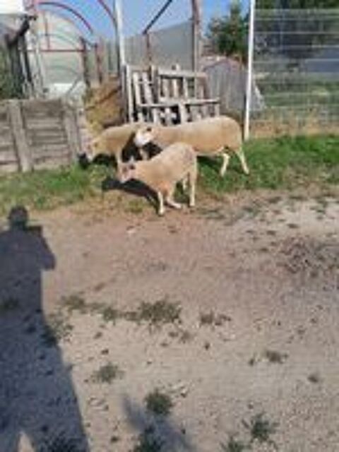   Agnelle de 4 mois  