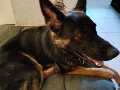 Garde de toutous 12 34500 B�ziers