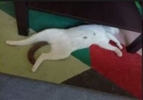   Nessy, europenne blanche et grise, 3 ans 