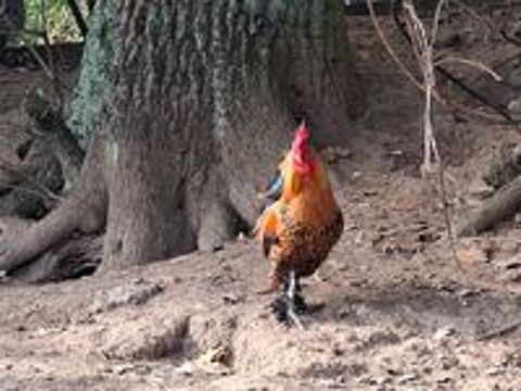   coq nain type gaulois doré 