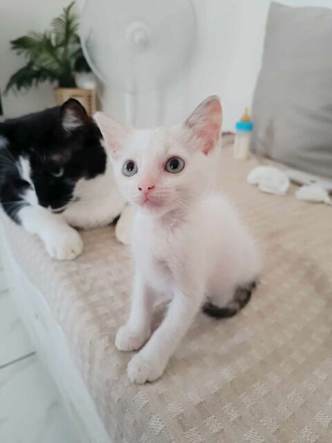 Lily, la douce minette 250 22000 Saint-brieuc