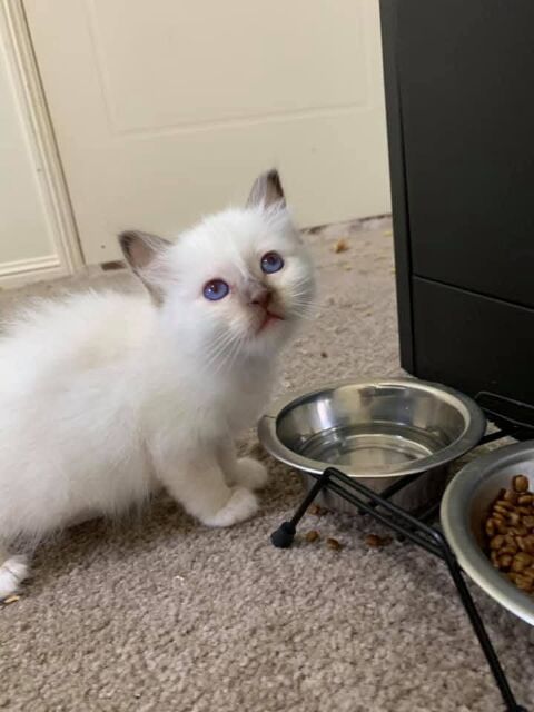 Mignons chatons sacr&eacute; de Birmanie disponible 300 69009 Lyon