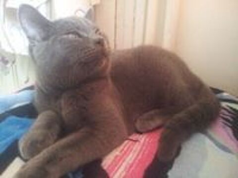   GABANO, europen gris bleu, 6 ans - M (DON) 