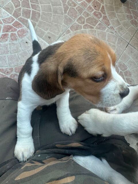 chiots beagle lof 900 13700 Marignane