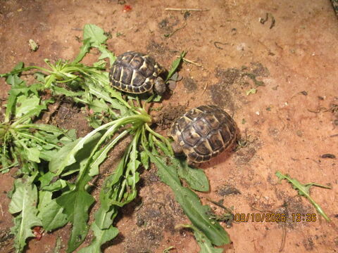 tortues de terre (juv&eacute;niles) 80 01600 Misérieux